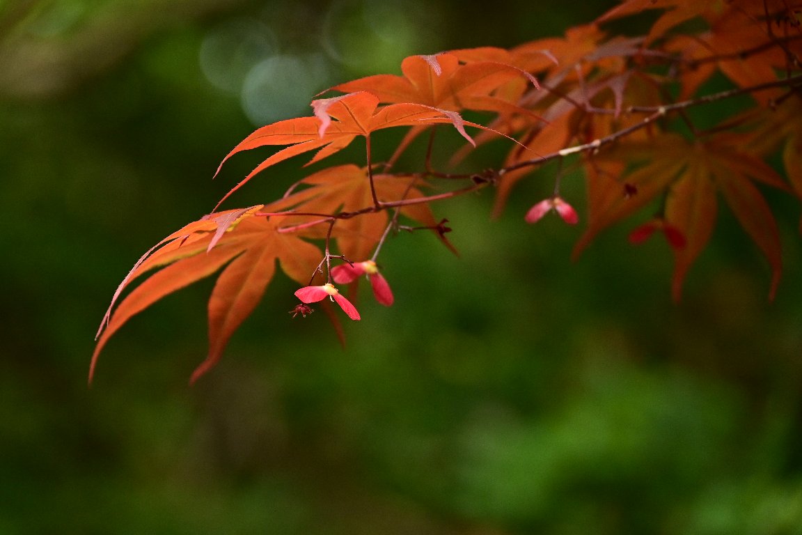 ノムラカエデ 野村楓 の花 By Z50 漱石枕流