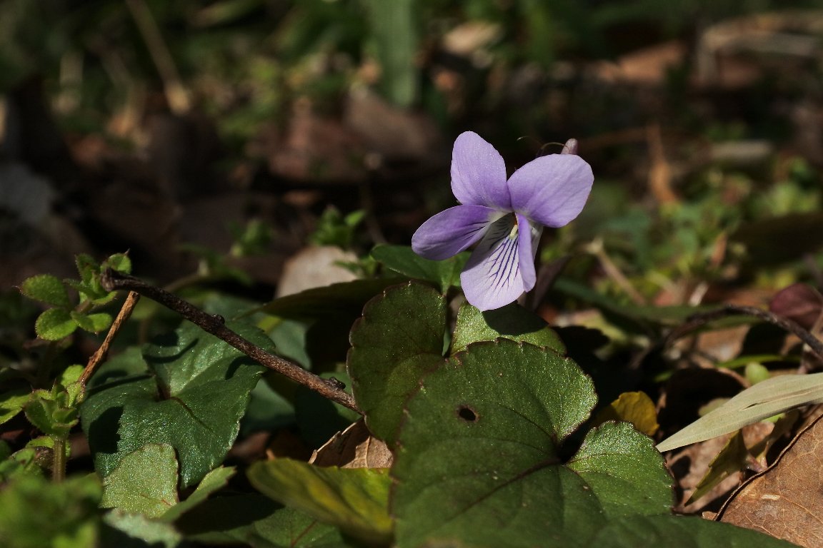 ナガバタチツボスミレ 長葉立坪菫 By J5 漱石枕流