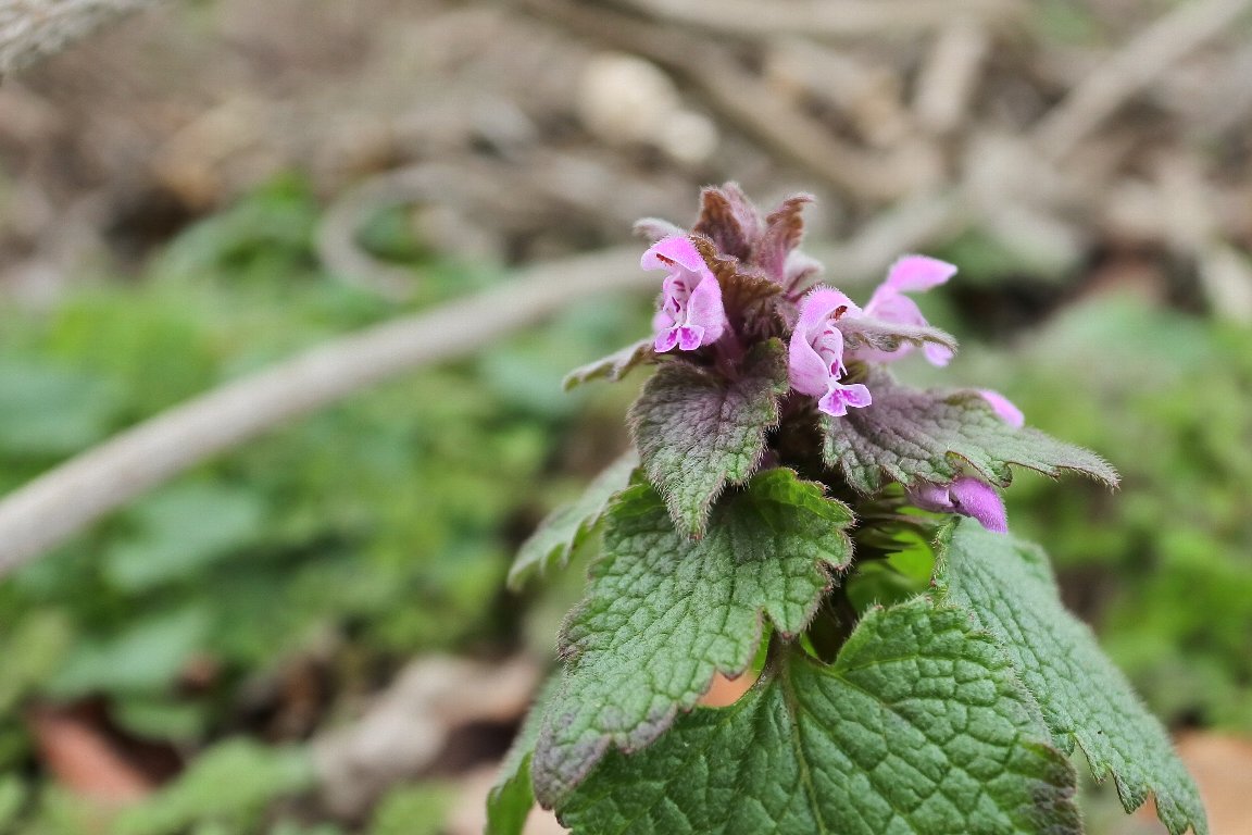 ヒメオドリコソウ 姫踊子草 By J5 漱石枕流