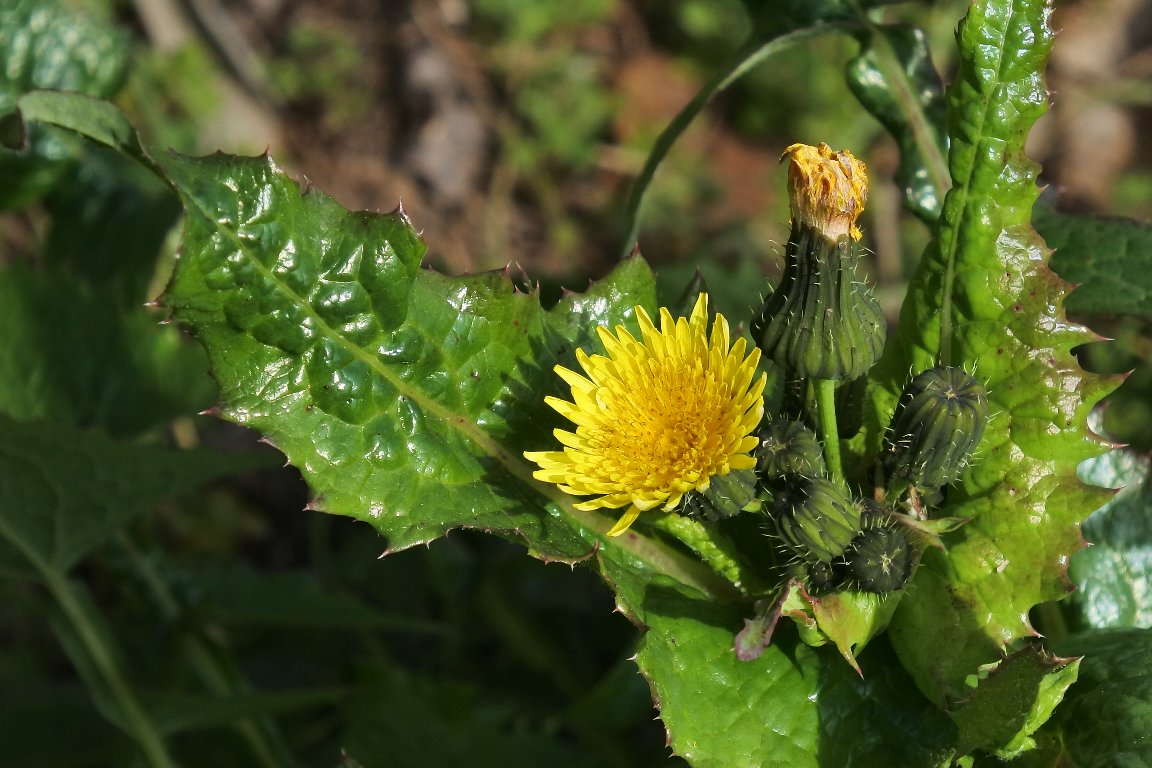ノゲシ 野芥子 とオニノゲシ 鬼野芥子 By J5 漱石枕流 ノゲシ 野芥子 とオニノゲシ 鬼野芥子 By J5 漱石枕流