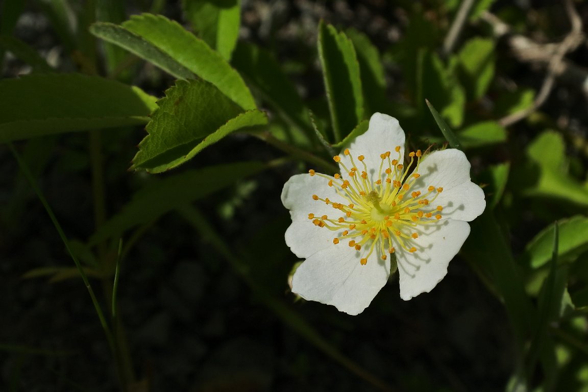 ノイバラ 野茨 の花 By J5 漱石枕流