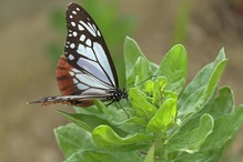 アサギマダラ_200522_2