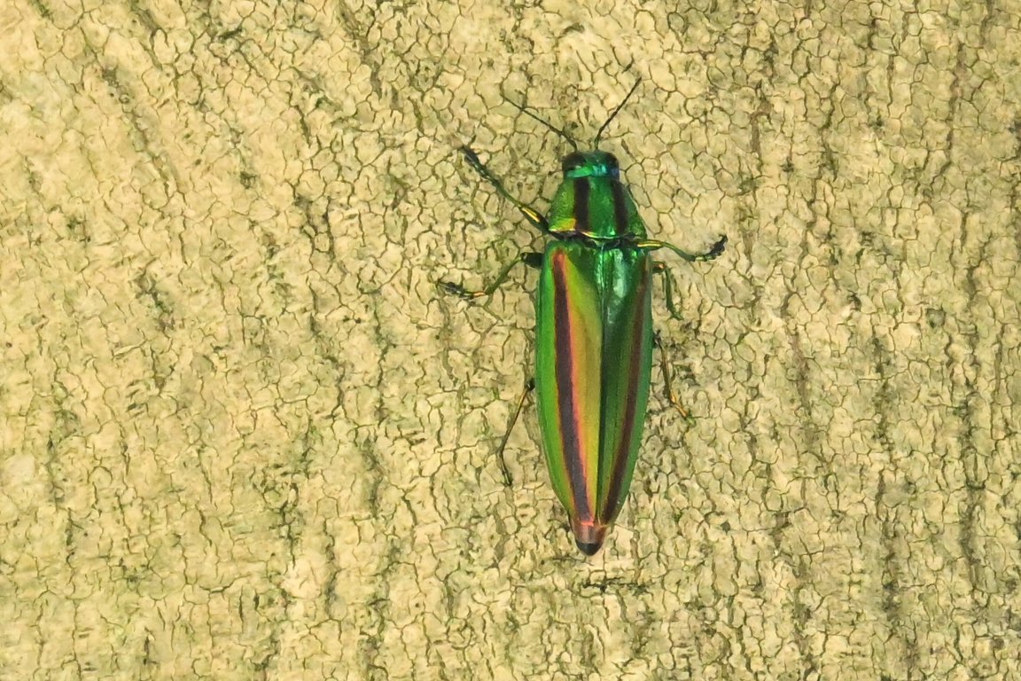 タマムシ（玉虫、吉丁虫） by Z50 : 漱石枕流