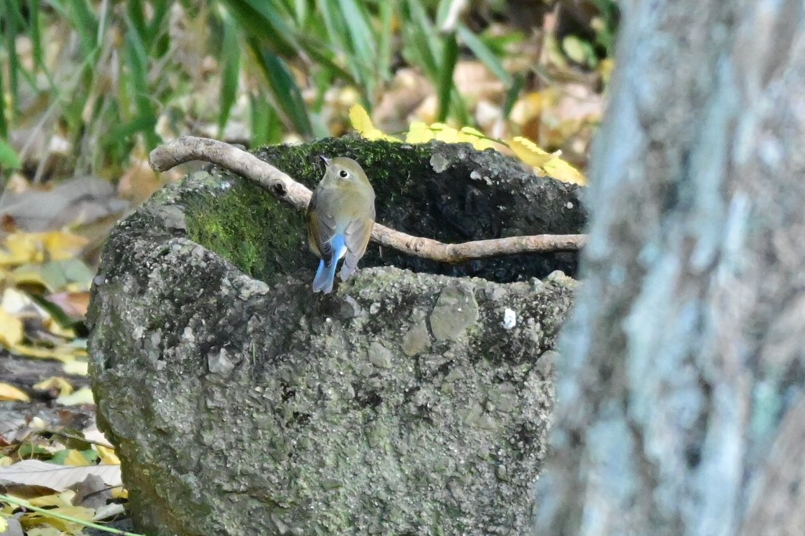 幸せを呼ぶ青い鳥 ルリビタキ 瑠璃鶲 Z50 漱石枕流 幸せを呼ぶ青い鳥 ルリビタキ 瑠璃鶲 Z50 漱石枕流