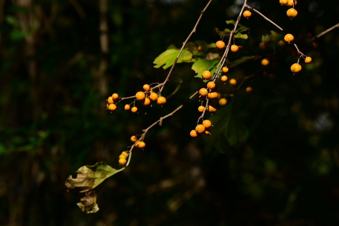 ツルウメモドキ 蔓梅擬 By Z50 漱石枕流