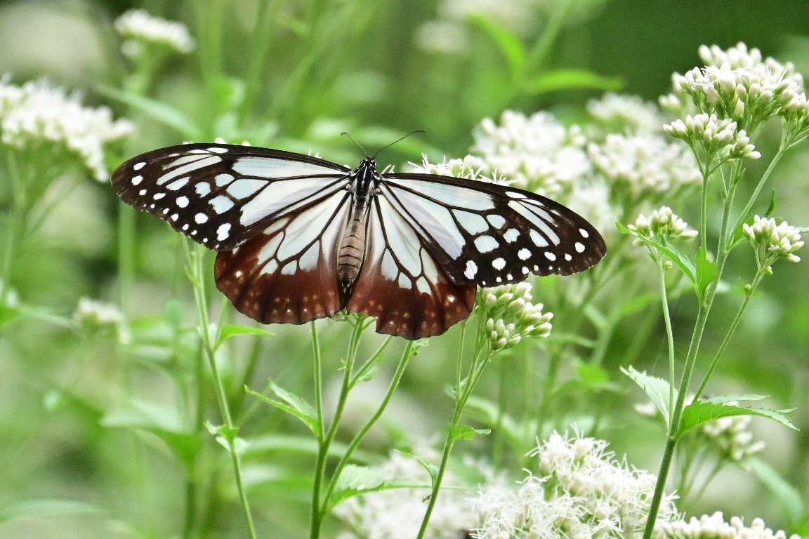 駒ヶ岳 3本　浅葱斑 1本 愛媛 大山祇神社所蔵 国宝紫糸威大鎧模写鎧飾りNo321-K