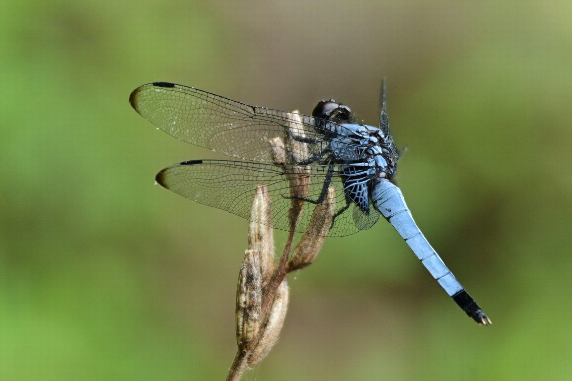 シゲです。蜻蛉 ゲゲゲの鬼太郎抜染スラブTEE TYEP2 – HiKESHi SPiRiT(火消魂)