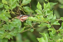 アサギマダラ_200523_3