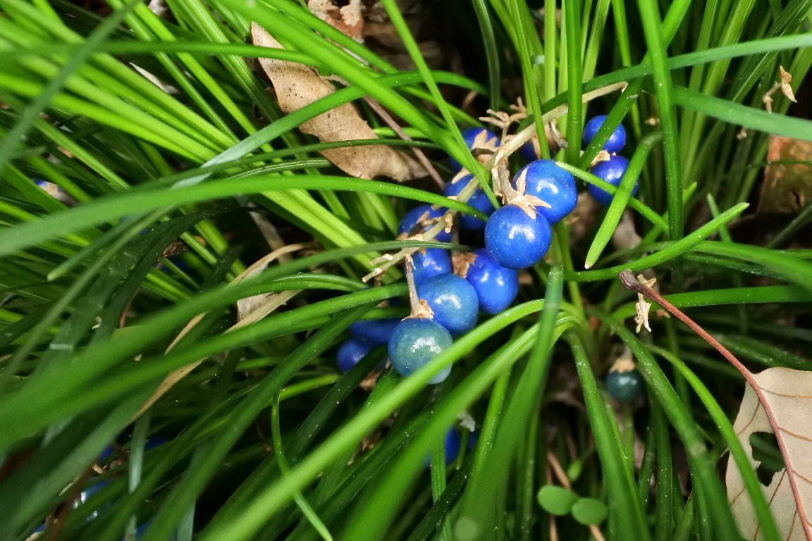 ナガバジャノヒゲ 長葉蛇の髭 の種子 By J5 漱石枕流