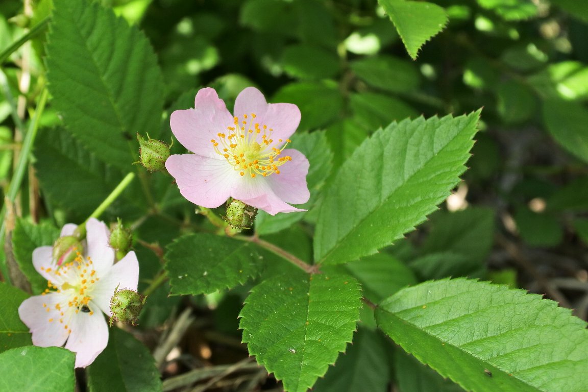 ノイバラ 野茨 の花 By J5 漱石枕流