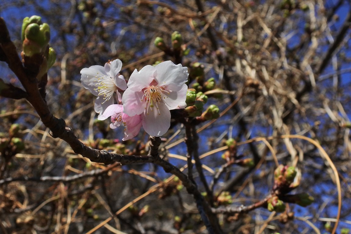 カワヅザクラ（河津桜） by J5 : 漱石枕流