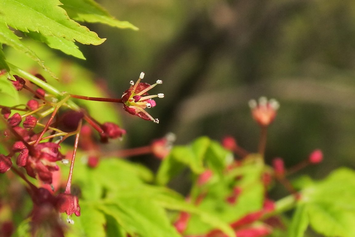 イロハモミジ いろは椛 の花 By J5 漱石枕流 イロハモミジ いろは椛 の花 By J5 漱石枕流