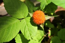 クサイチゴ_200517_2