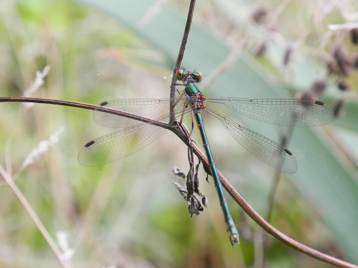 アオイトトンボ 青糸蜻蛉 By P7100 漱石枕流