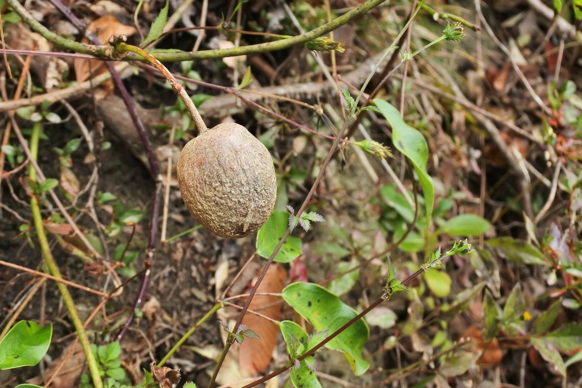 ムベ 郁子 野木瓜 の実 By J5 漱石枕流