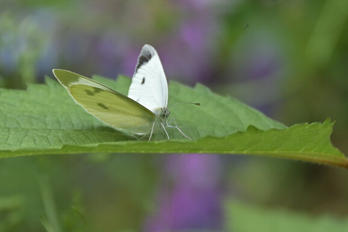 モンシロチョウ 紋白蝶 By Z50 漱石枕流