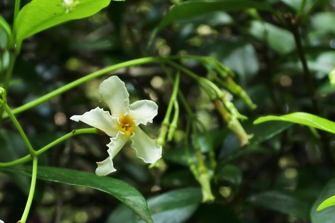 テイカカズラ 定家葛 By J5 漱石枕流