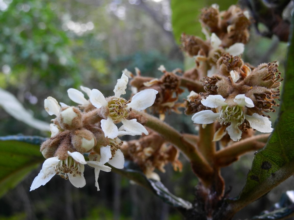 ビワ 枇杷 の花 By P7100 漱石枕流 ビワ 枇杷 の花 By P7100 漱石枕流