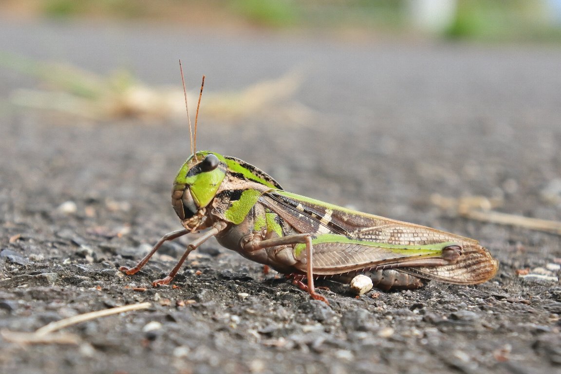クルマバッタ 車飛蝗 By J5 漱石枕流