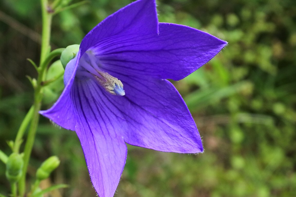 キキョウ 桔梗 By J5 漱石枕流