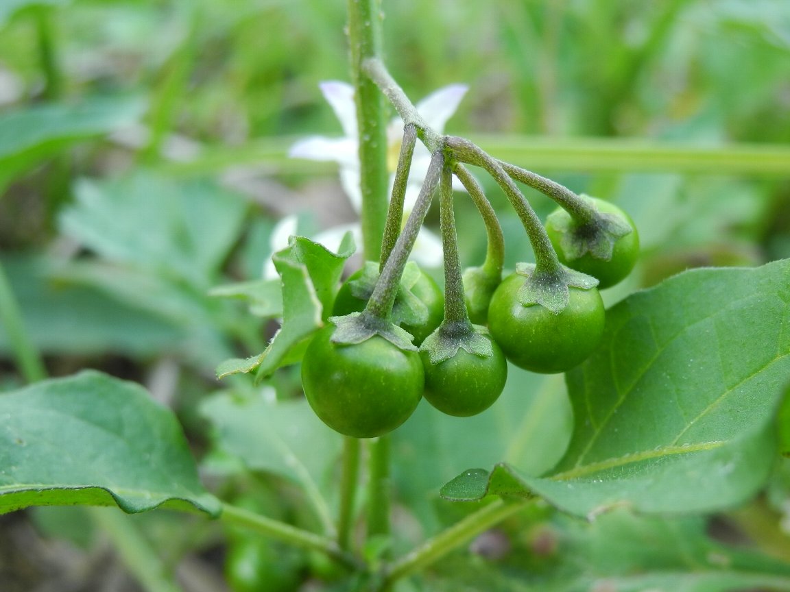 イヌホオズキ 犬鬼灯 犬酸漿 の実 By P7100 漱石枕流