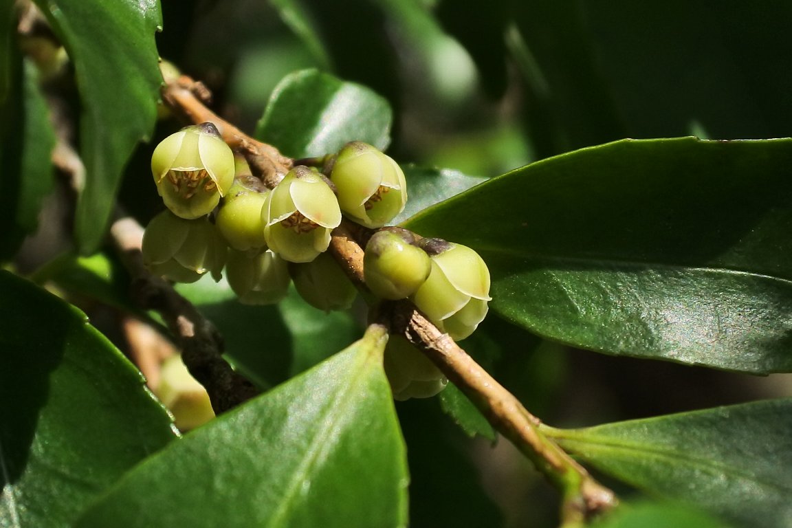 ヒサカキ 姫榊 の花 By J5 漱石枕流