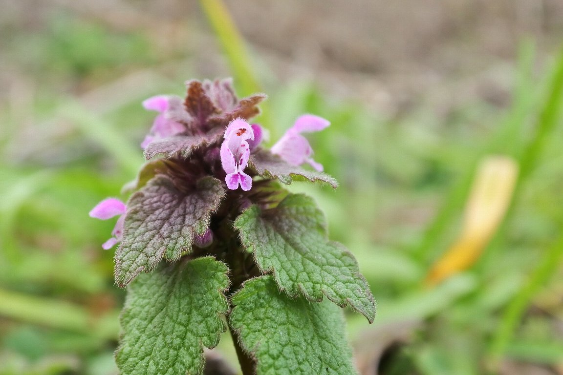 ヒメオドリコソウ 姫踊子草 By J5 漱石枕流