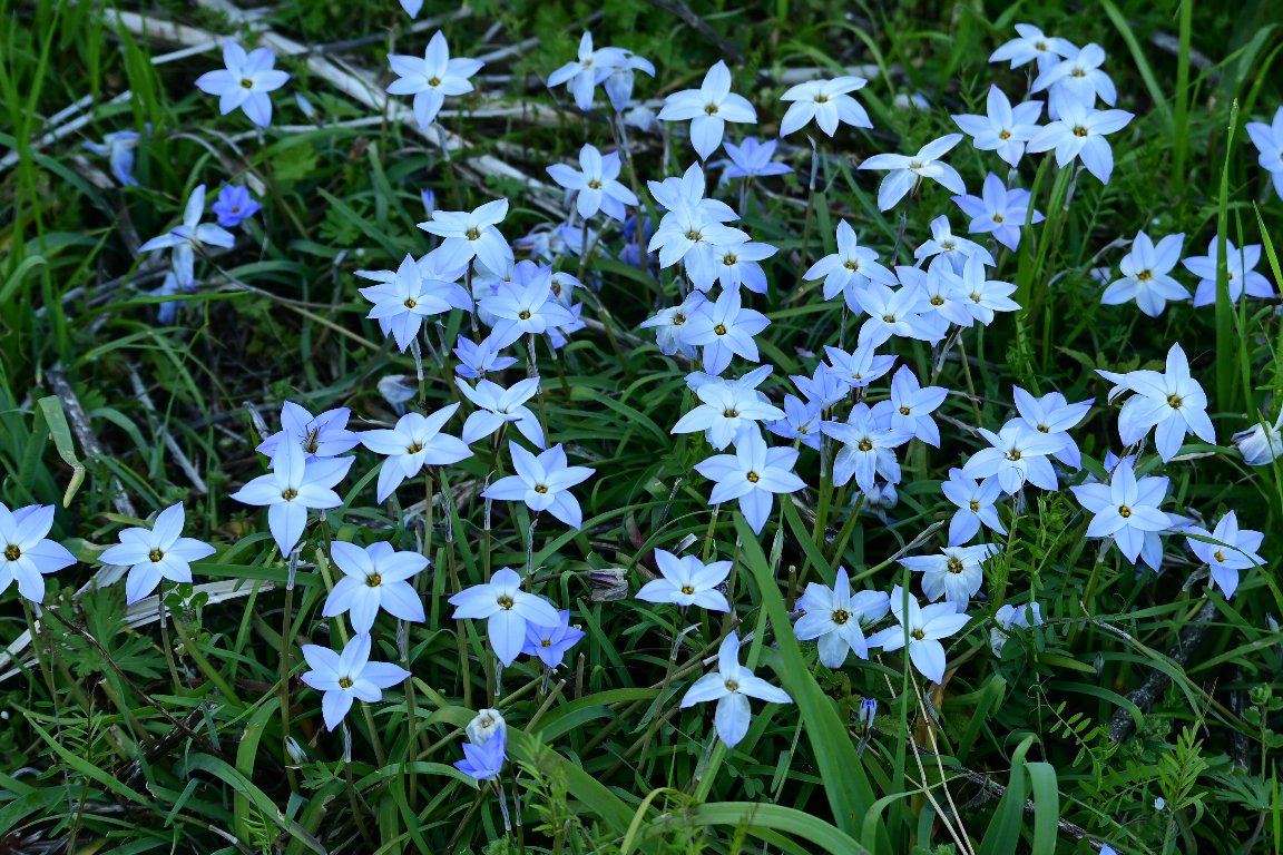 スプリングスターフラワー Spring Star Flower By Z50 漱石枕流 スプリングスターフラワー Spring Star Flower By Z50 漱石枕流