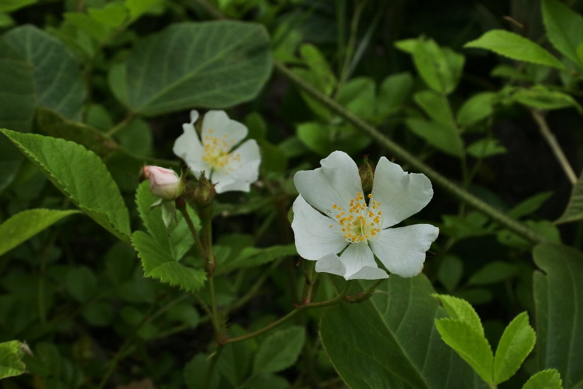 ノイバラ 野茨 の花 By J5 漱石枕流