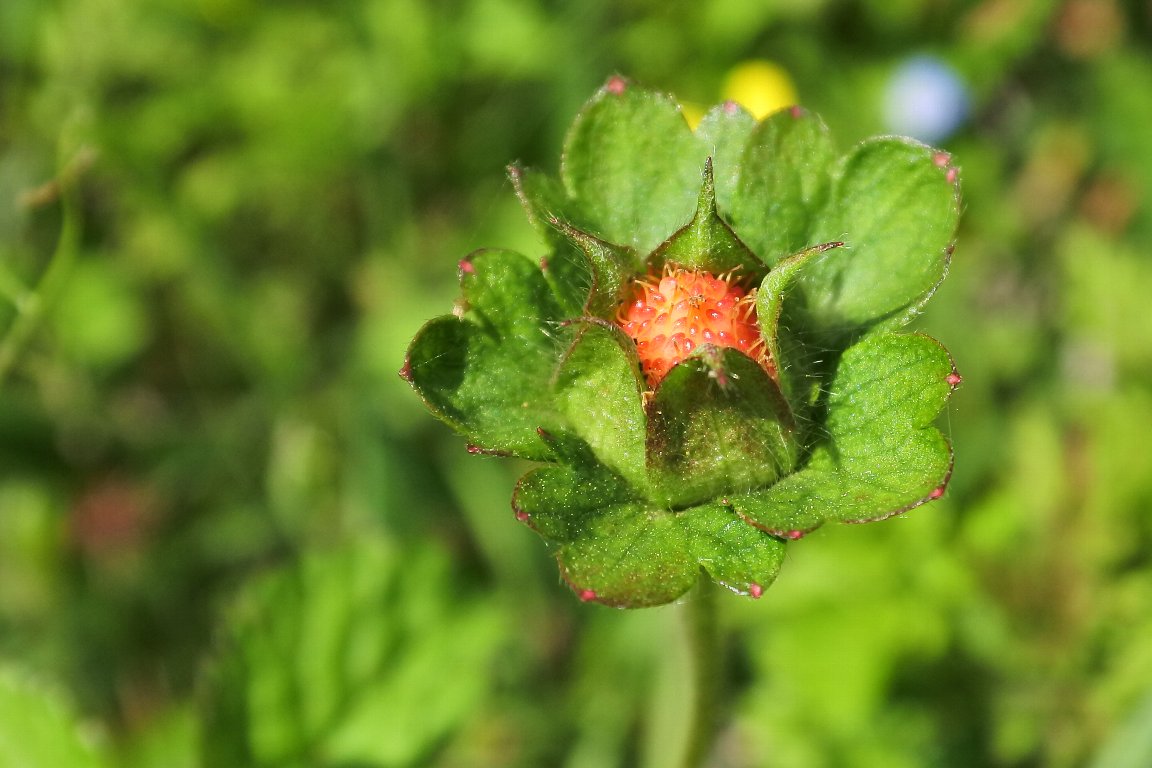 ヤブヘビイチゴ 藪蛇苺 の実と花 By J5 漱石枕流 ヤブヘビイチゴ 藪蛇苺 の実と花 By J5 漱石枕流