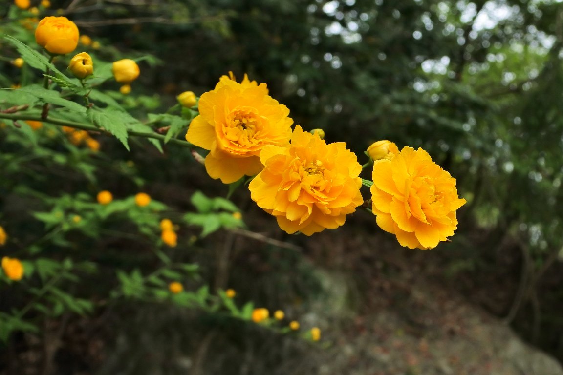 ヤエヤマブキ 八重山吹 By Z50 漱石枕流