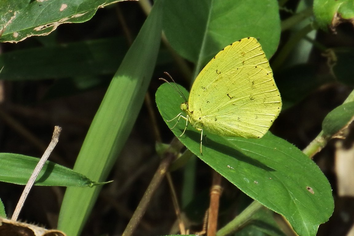 キタキチョウ 北黄蝶 By J5 漱石枕流