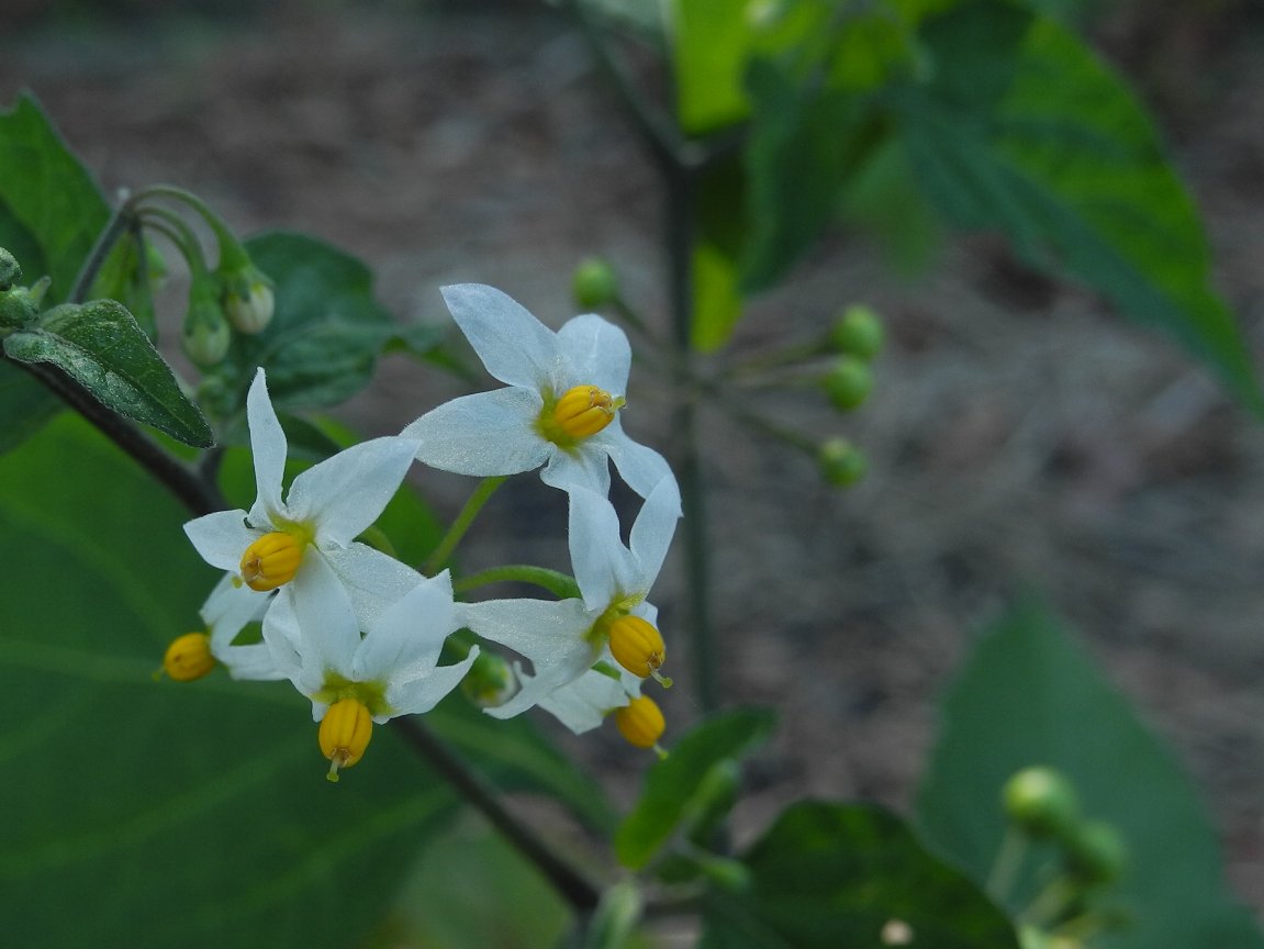テリミノイヌホオズキ 照実の犬酸漿 By P7100 漱石枕流