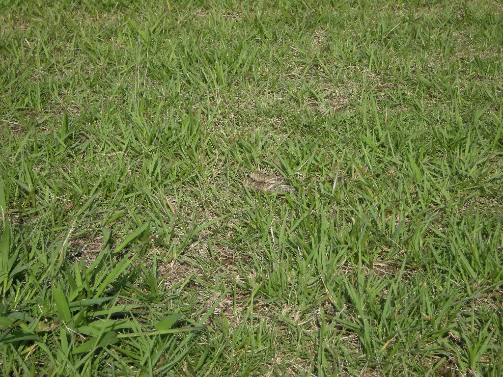 草むらを歩いていると 漱石枕流