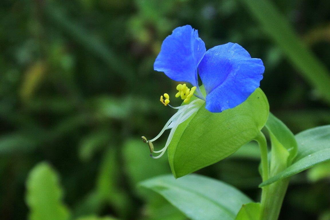 ツユクサ 露草 とマルバツユクサ 丸葉露草 By J5 漱石枕流