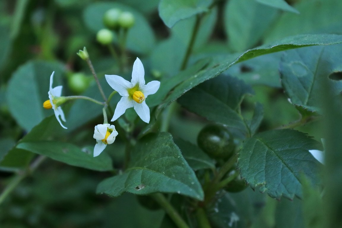 テリミノイヌホオズキ 照実の犬酸漿 By J5 漱石枕流