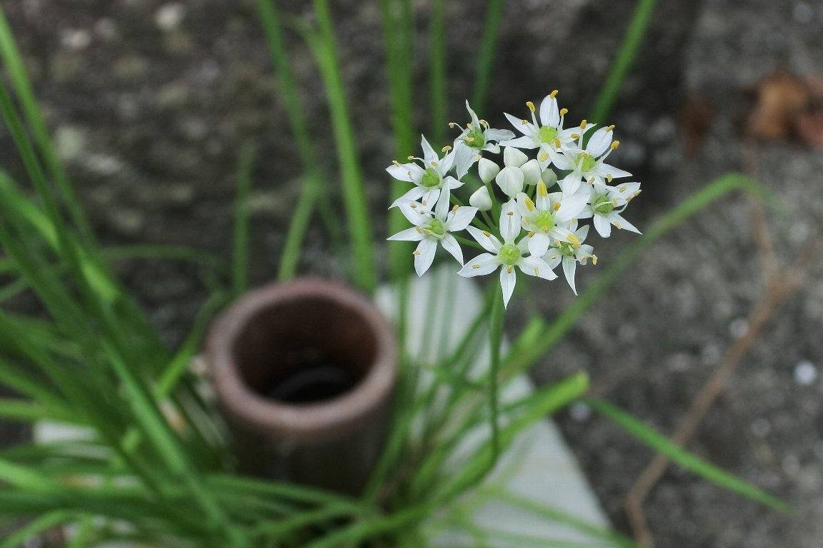 ニラ 韮 の花 By J5 漱石枕流