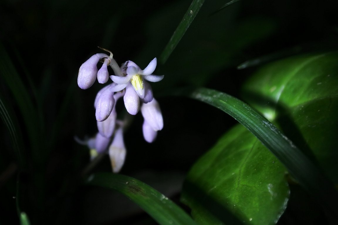 ジャノヒゲ 蛇の髭 の花 By J5 漱石枕流 ジャノヒゲ 蛇の髭 の花 By J5 漱石枕流