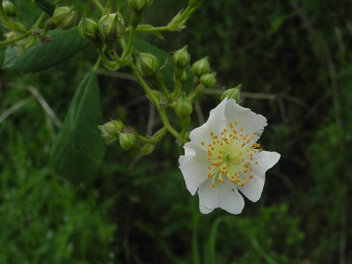 ノイバラ 野薔薇 野茨 の花 By P7100 漱石枕流
