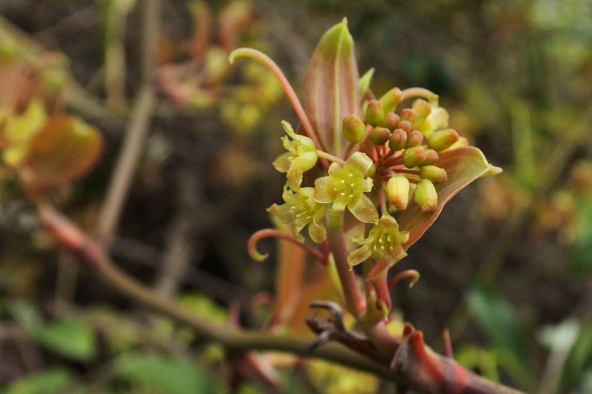 サルトリイバラ 猿捕り茨 の花 By J5 漱石枕流