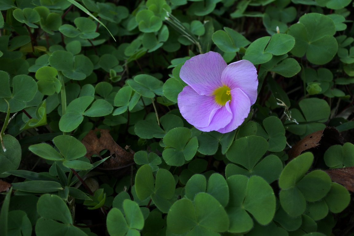 フヨウカタバミ 芙蓉片喰 By J5 漱石枕流 フヨウカタバミ 芙蓉片喰 By J5 漱石枕流
