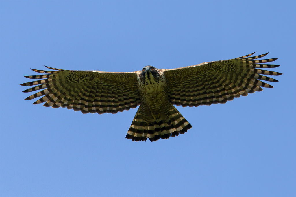 くまたか Tetsuの野鳥ブログ くまたか Tetsuの野鳥ブログ