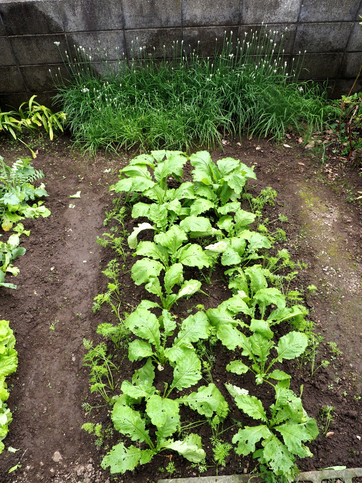 野菜三昧 楽園生活 の維持を目指して