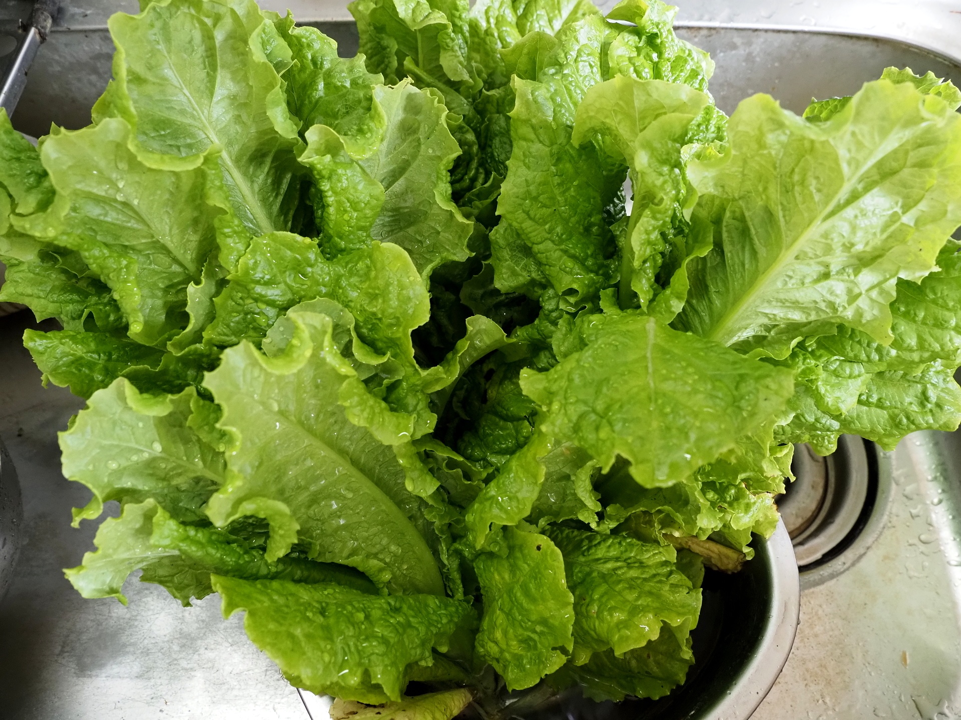 自家製野菜生活 鉛筆デッサン 終の棲家選びも工夫と努力 楽園生活 の維持を目指して