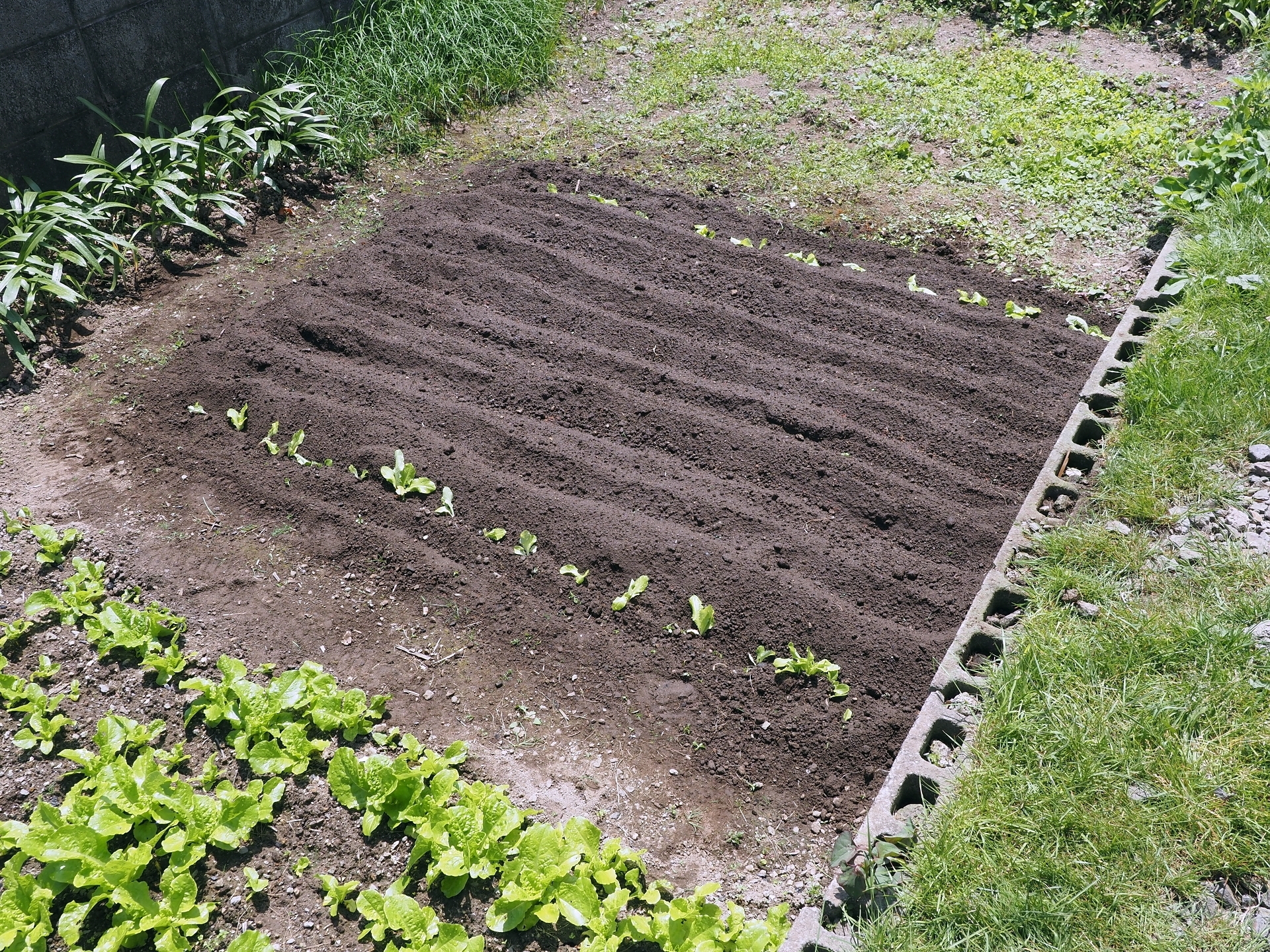 根菜類第二弾 絹サヤ初収穫 オクラと枝豆補植 楽園生活 の維持を目指して