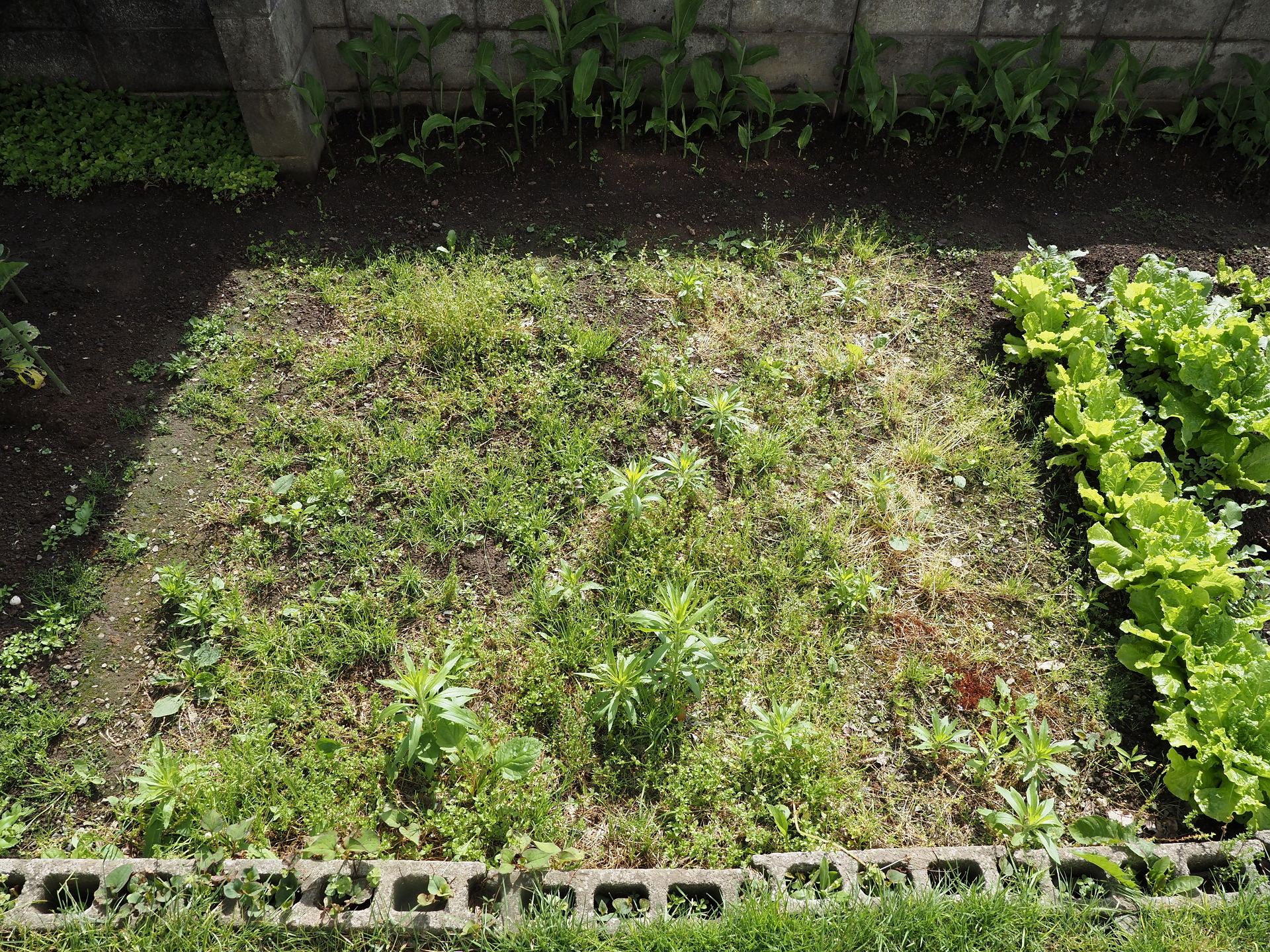 土起こし作業完了 楽園生活 の維持を目指して