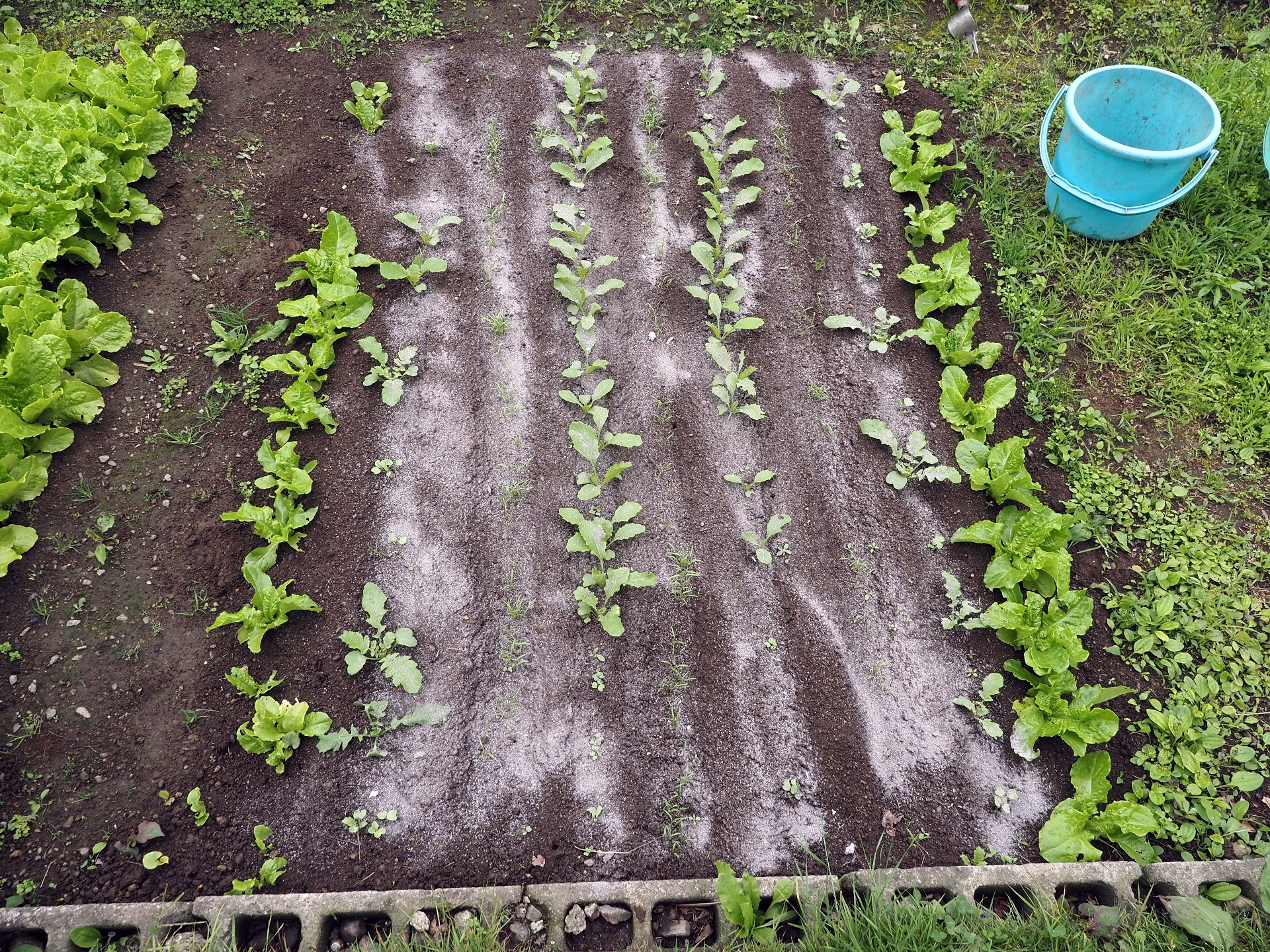 雑草取り 亜希 デッサン教室 楽園生活 の維持を目指して