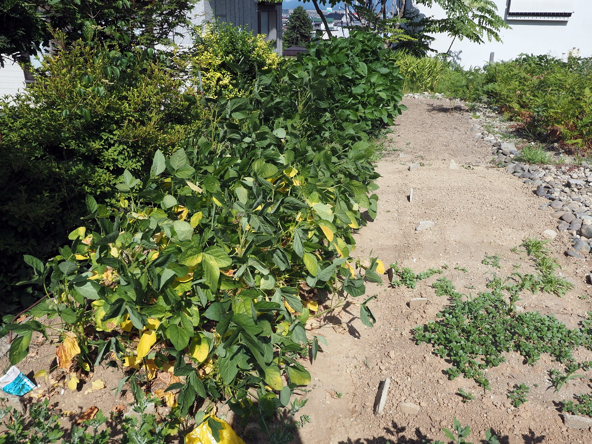 冷やし中華 枝豆大収穫 花火大会 楽園生活 の維持を目指して