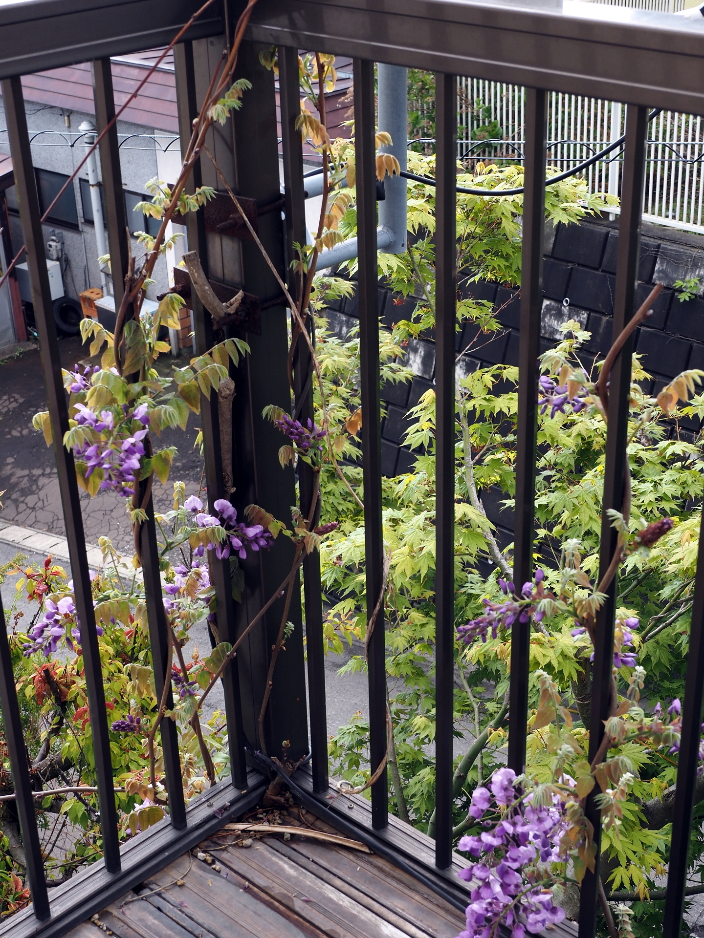 植木鉢の大移動 セロリ 玉ねぎ 蕗収穫 楽園生活 の維持を目指して