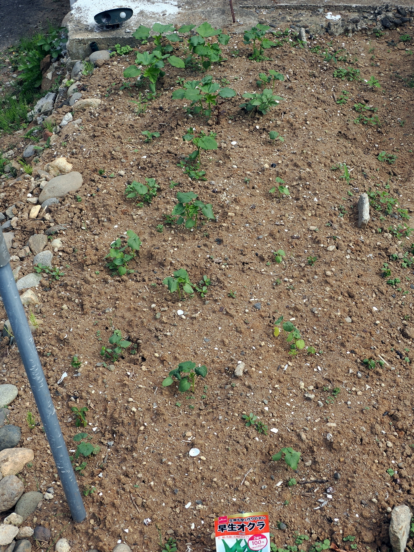 雑草取り 狙い通り やはり円安 楽園生活 の維持を目指して